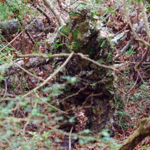 TITAN LEAFY SUIT MOSSY OAK - OBSESSION NWTF S/M PANTS/TOP
